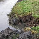 Muskus- en beverratten nieuws Muskus- en beverratten nieuws