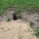 Graafschade aan dijken door muizen en honden Graafschade aan dijken door muizen en honden