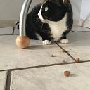 Van wie is deze poes? Van wie is deze poes?