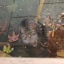 Wie mist een poes/kater Wie mist een poes/kater