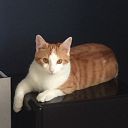 Kat vermist Kat vermist
