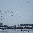 Sneeuw ontneemt ganzen richtingsgevoel Sneeuw ontneemt ganzen richtingsgevoel