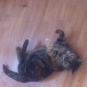 Poes Kyra is vermist