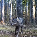 Weer een wolf in de buurt bezig?