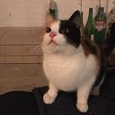 Poes gevonden, eigenaar gevonden Poes gevonden, eigenaar gevonden