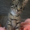 Vermist kater Vermist kater