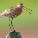 Volg een cursus en help de weidevogels in Overijssel Volg een cursus en help de weidevogels in Overijssel