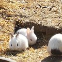 Jonge Knienn Jonge Knienn