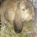 Konijn gevonden (update)