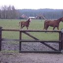 Leuk: weer paarden knuffelen en tevens rommelmarkt Leuk: weer paarden knuffelen en tevens rommelmarkt