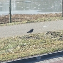 Hup nog maar iene, de eesten van vandage