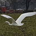 Witte Reiger (Dialect) Witte Reiger (Dialect)