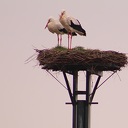 Koppel ooievaars weer terug in dorp Dalfsen Koppel ooievaars weer terug in dorp Dalfsen