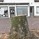 Wat nu? Was dit een Linde?