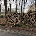 Stammen hout ontvreemd aan Ruitenborghweg Stammen hout ontvreemd aan Ruitenborghweg