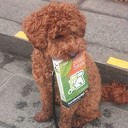 Honden poep Honden poep
