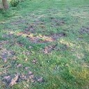 Dassen op het veld