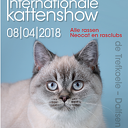 Grote Internationale kattenshow in Dalfsen Grote Internationale kattenshow in Dalfsen