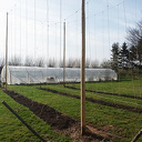 De eerste hopteelt op basis van Hydroponics in Europa De eerste hopteelt op basis van Hydroponics in Europa