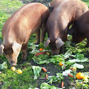 Eet elke dag genoeg groente en fruit