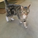 Kat loopt al 2 dagen bij ons Kat loopt al 2 dagen bij ons