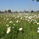 Dalfsen staat in volle bloei Dalfsen staat in volle bloei