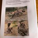 Help! Poes vermist!! (update) Help! Poes vermist!! (update)