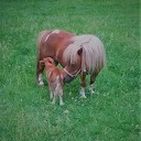 Veulentje ” Ini ” is geboren
