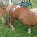 Veel belangstelling voor ini miny pony Veel belangstelling voor ini miny pony