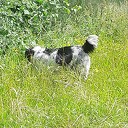 Loslopende hond Loslopende hond