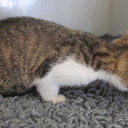 Nog een gevonden kitten Nog een gevonden kitten