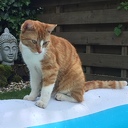 Tommie is inmiddels terecht, Kai nog niet Tommie is inmiddels terecht, Kai nog niet