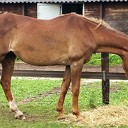 Paarden knuffelen, nu buiten Paarden knuffelen, nu buiten