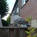 Duif vermist? Duif vermist?