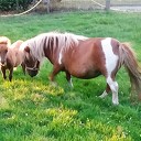 Ini mini pony terug van vakantie Ini mini pony terug van vakantie