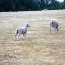 Niet alleen de schapen zijn geschoren Niet alleen de schapen zijn geschoren