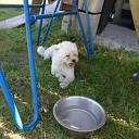 Hond gevonden Hond gevonden