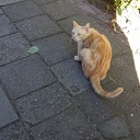 Kat gevonden Kat gevonden