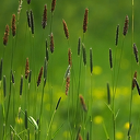 Vossenstaart is een grassoort en kan gevaarlijk zijn Vossenstaart is een grassoort en kan gevaarlijk zijn