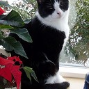 Vermiste kater in Nieuwleusen