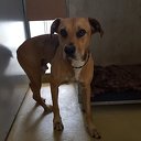 Hond gevonden Hond gevonden