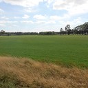 Gras begint al weer kleur te krijgen