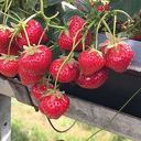 Zelf aardbeien plukken Zelf aardbeien plukken