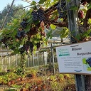 25 soorten droemn bie Jopie