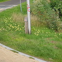 Geile bleumpies langs de sloot Geile bleumpies langs de sloot