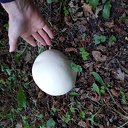 Reuzenchampignon Luchiespad Reuzenchampignon Luchiespad
