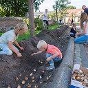200.000 bloembollen voor bijen en insecten 200.000 bloembollen voor bijen en insecten