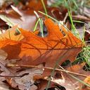 Herfst