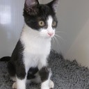Gevonden kitten