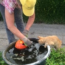 Nazomeren op de Lindehoeve Nazomeren op de Lindehoeve